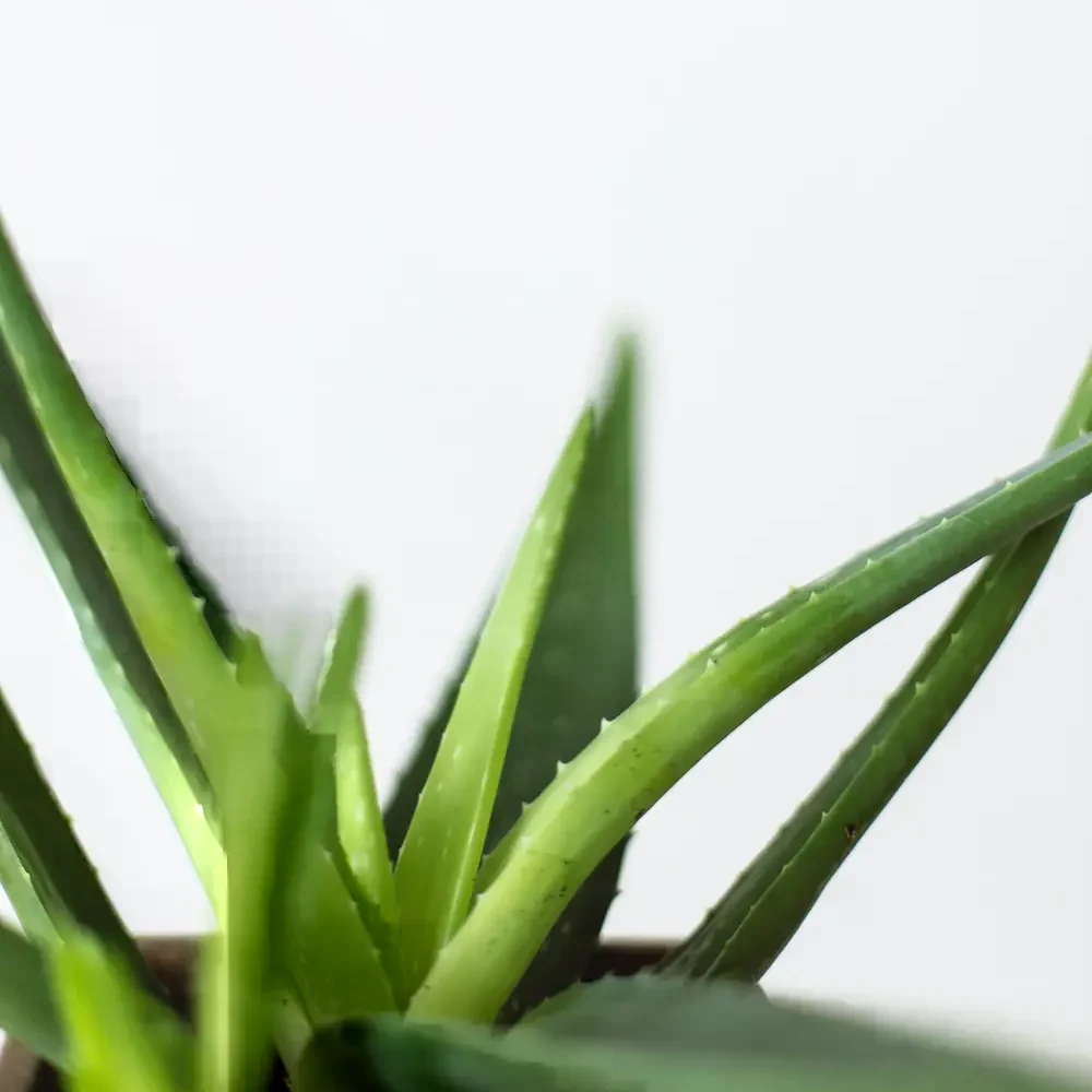 Aloes - sukulent liściowy