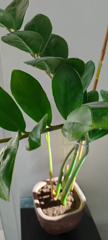 Zamiokulkas - liście sukulenta