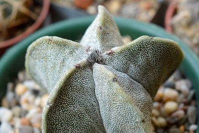 Kaktus bez kolców Astrophytum myriostigma