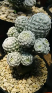 Kaktusy bezkolcowe